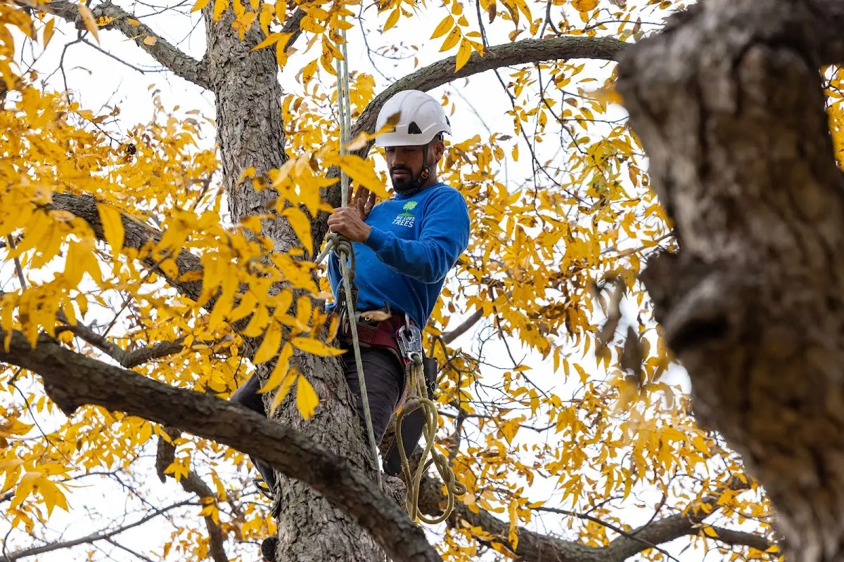 Skilled Storm Damage Cleanup crew working in Paicines
